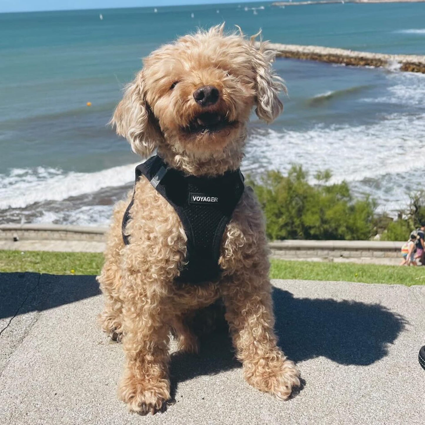 All Weather Mesh Reflective, No Pull Harness for Medium Dogs